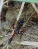 Cryptinae inconnu